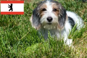 Lees meer over het artikel Petit Basset Griffon Vendéen fokkers en pups in Berlijn