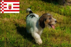 Lees meer over het artikel Petit Basset Griffon Vendéen fokkers en pups in Bremen