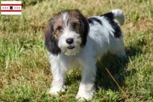 Lees meer over het artikel Petit Basset Griffon Vendéen fokkers en pups in Drenthe