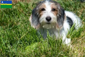 Lees meer over het artikel Petit Basset Griffon Vendéen fokkers en pups in Flevoland