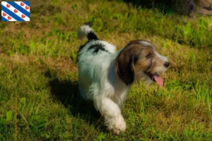 Lees meer over het artikel Petit Basset Griffon Vendéen fokkers en pups in Friesland