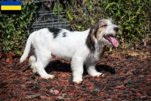 Lees meer over het artikel Petit Basset Griffon Vendéen fokkers en pups in Gelderland