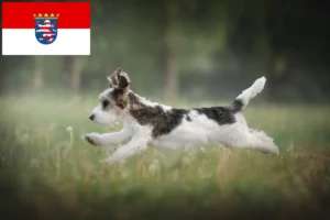 Lees meer over het artikel Petit Basset Griffon Vendéen fokkers en pups in Hessen