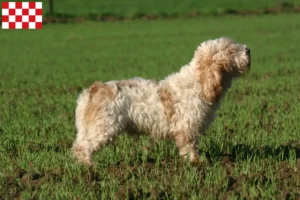 Lees meer over het artikel Petit Basset Griffon Vendéen fokkers en pups in Noord-Brabant