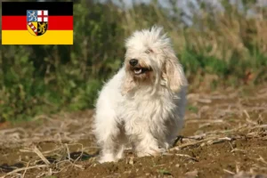 Lees meer over het artikel Petit Basset Griffon Vendéen fokkers en pups in Saarland