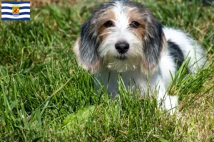 Lees meer over het artikel Petit Basset Griffon Vendéen fokkers en pups in Zeeland