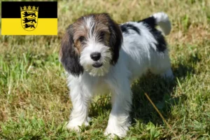 Lees meer over het artikel Petit Basset Griffon Vendéen fokkers en pups in Baden-Württemberg