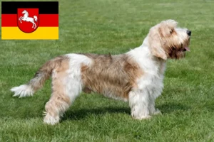 Lees meer over het artikel Petit Basset Griffon Vendéen fokkers en pups in Nedersaksen