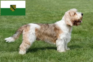 Lees meer over het artikel Petit Basset Griffon Vendéen fokkers en pups in Saksen