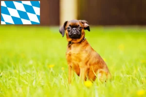 Lees meer over het artikel Petit Brabançon fokkers en pups in Beieren