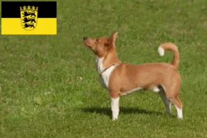 Lees meer over het artikel Podenco fokkers en pups in Baden-Württemberg