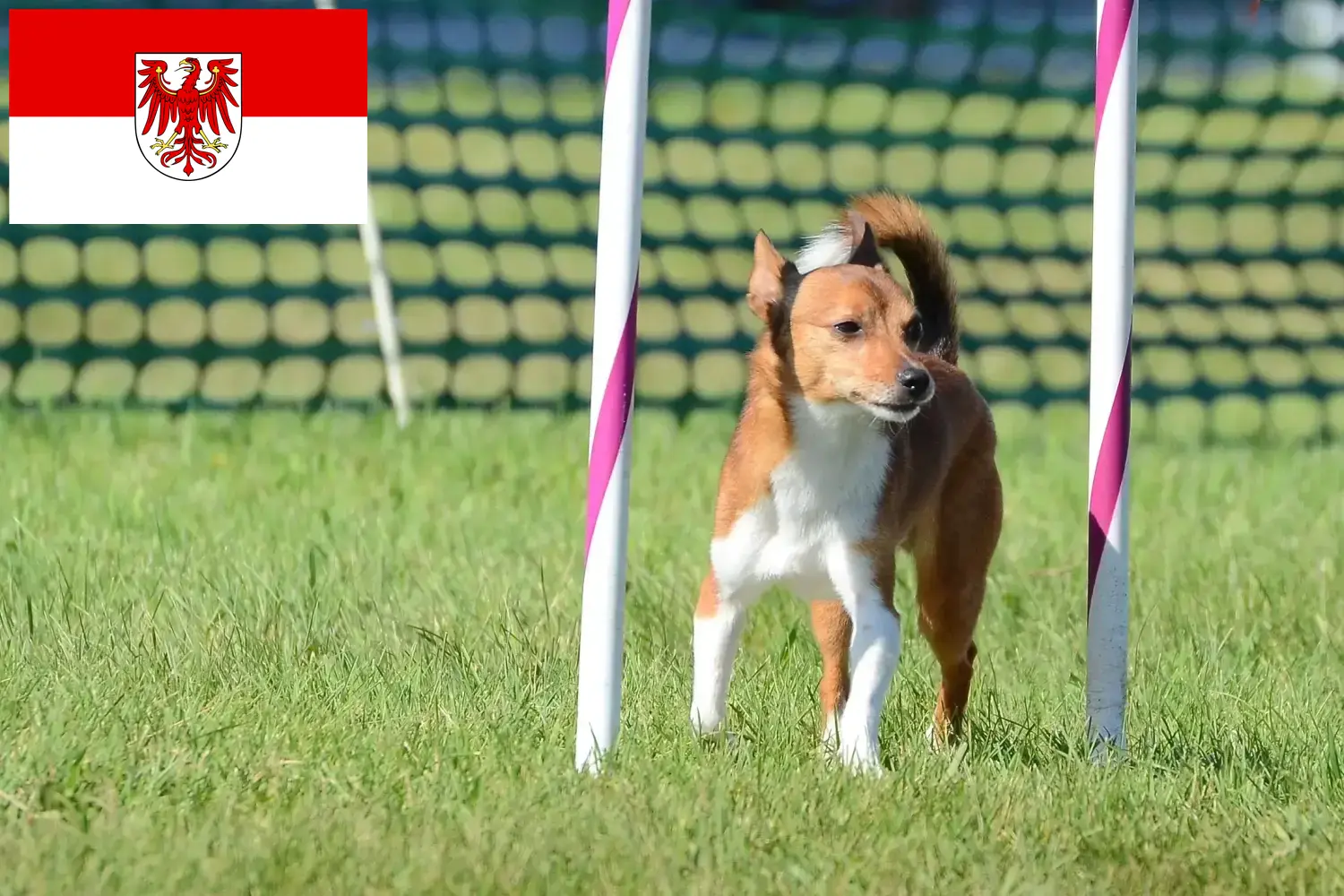 Lees meer over het artikel Podenco fokkers en pups in Brandenburg