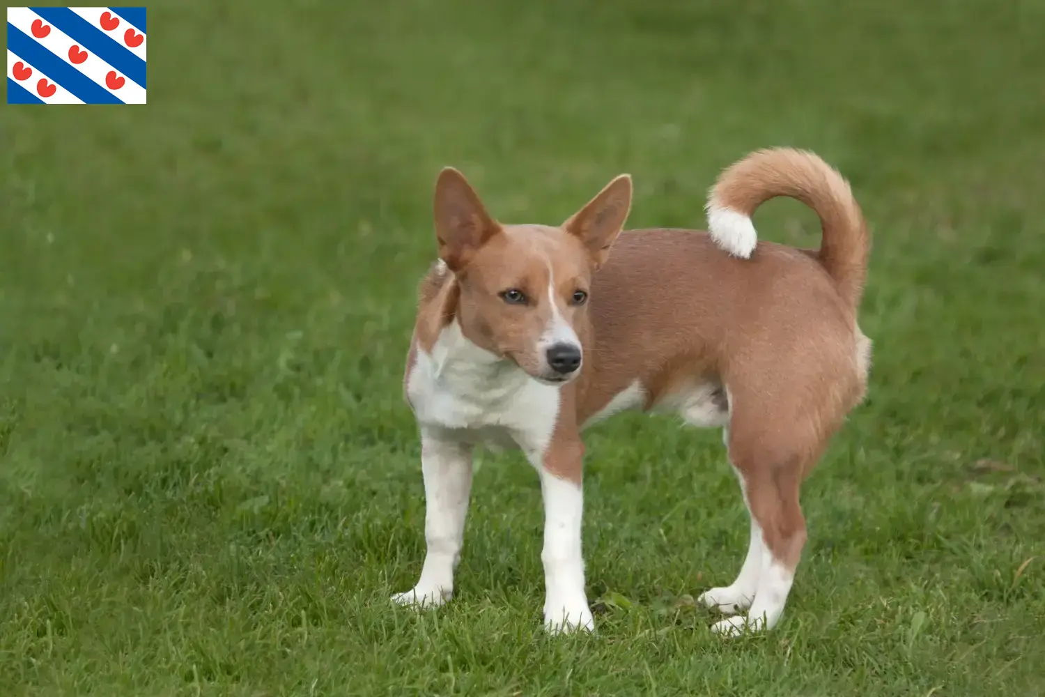 Lees meer over het artikel Podenco fokkers en pups in Friesland