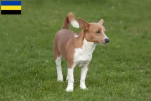 Lees meer over het artikel Podenco fokkers en pups in Gelderland