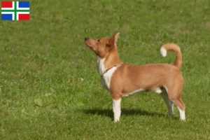 Lees meer over het artikel Podenco fokkers en pups in Groningen