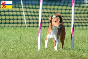 Lees meer over het artikel Podenco fokkers en pups in Limburg