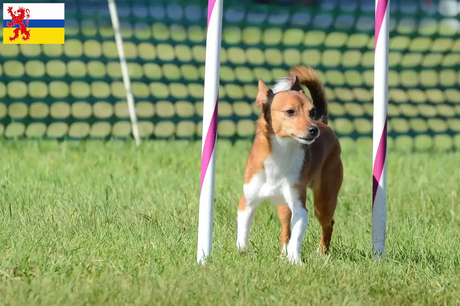 Lees meer over het artikel Podenco fokkers en pups in Limburg