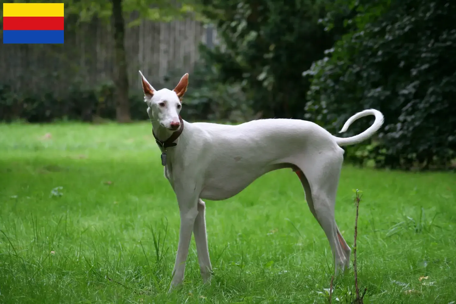 Lees meer over het artikel Podenco fokkers en pups in Noord-Holland