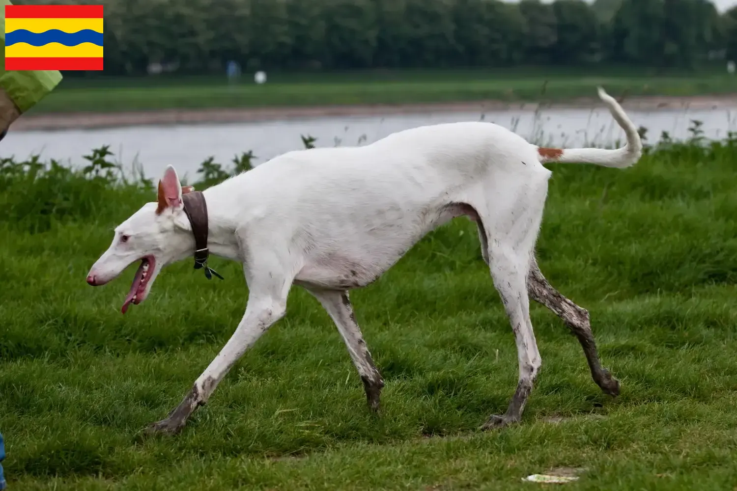 Lees meer over het artikel Podenco fokkers en pups in Overijssel