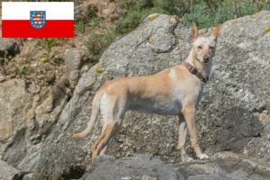 Lees meer over het artikel Podenco fokkers en pups in Thüringen