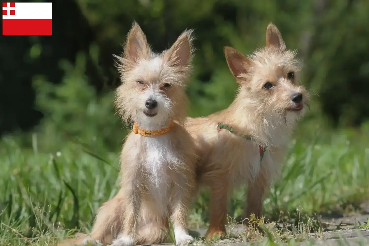 Lees meer over het artikel Podenco fokkers en pups in Utrecht