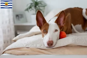 Lees meer over het artikel Podenco fokkers en pups in Zeeland