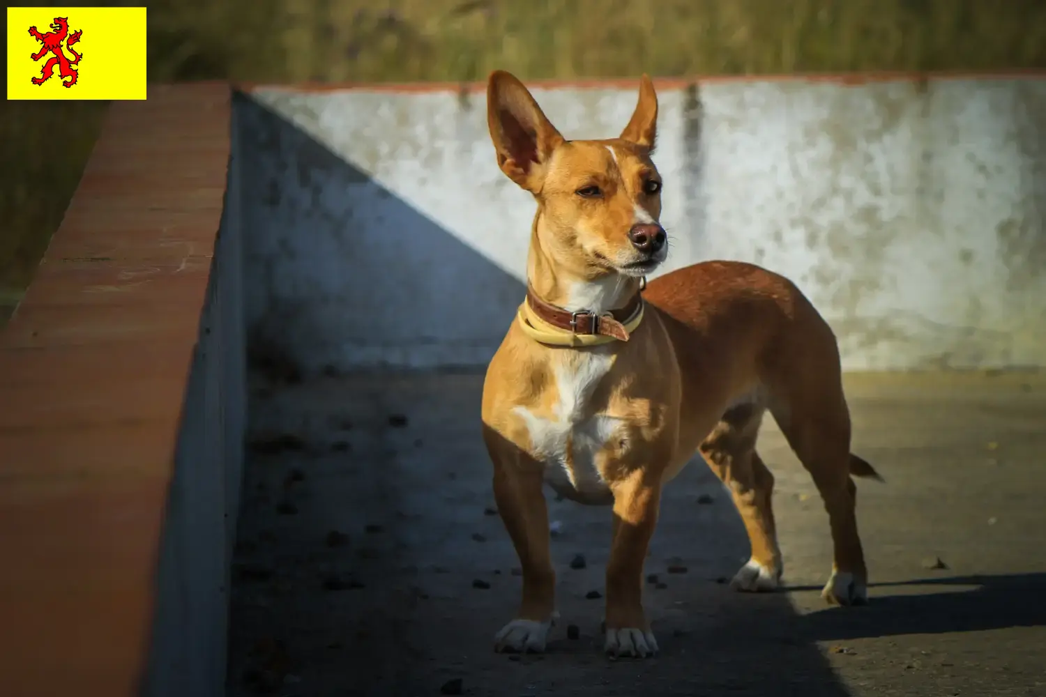 Lees meer over het artikel Podenco fokkers en pups in Zuid-Holland