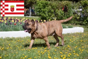 Lees meer over het artikel Presa Canario fokkers en pups in Bremen