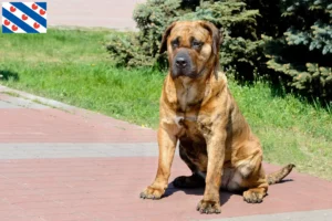 Lees meer over het artikel Presa Canario fokkers en pups in Friesland