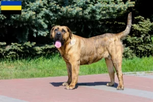 Lees meer over het artikel Presa Canario fokkers en pups in Gelderland