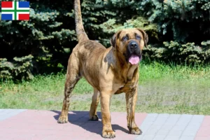 Lees meer over het artikel Presa Canario fokkers en pups in Groningen