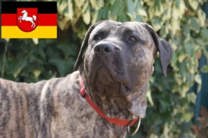 Lees meer over het artikel Presa Canario fokkers en pups in Nedersaksen