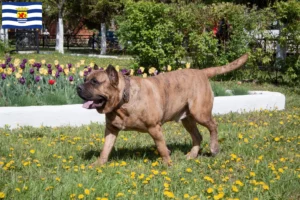 Lees meer over het artikel Presa Canario fokkers en pups in Zeeland