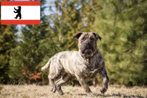 Lees meer over het artikel Presa Canario fokkers en pups in Berlijn