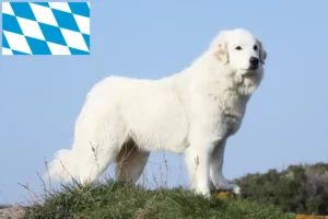 Lees meer over het artikel Pyreneese Berghondenfokker en Puppies in Beieren