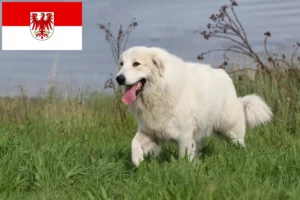 Lees meer over het artikel Pyreneese Berghond Fokker en Puppies in Brandenburg