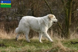 Lees meer over het artikel Pyreneese Berghondenfokkers en puppies in Flevoland