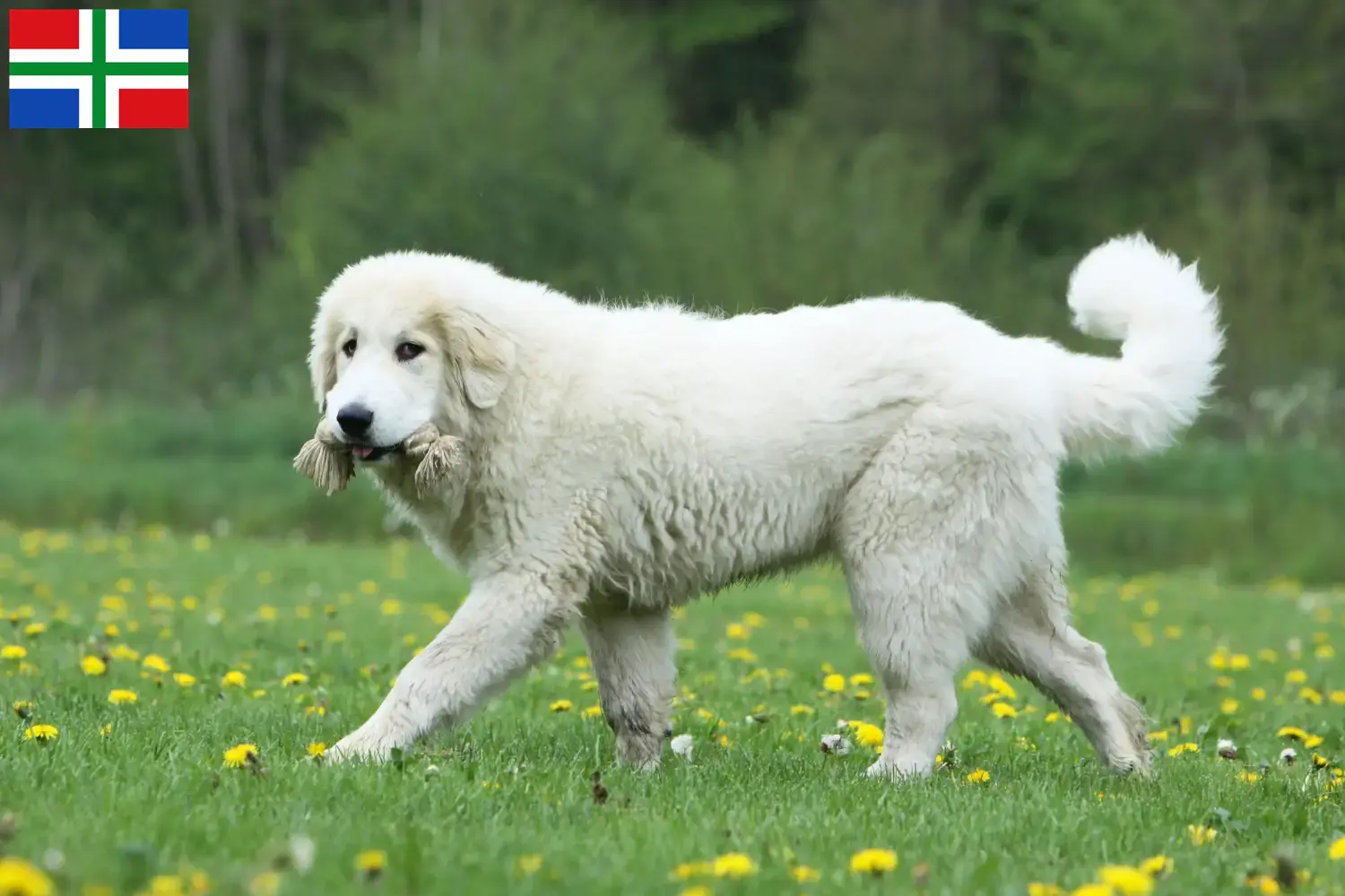 Lees meer over het artikel Pyreneese Berghond fokker en pups in Groningen