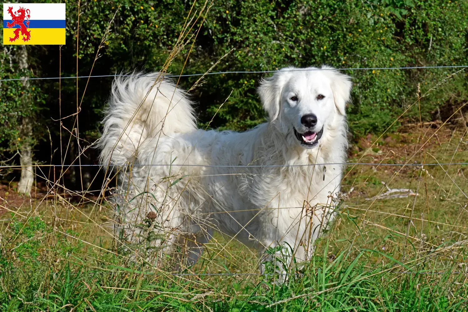 Lees meer over het artikel Pyreneese Berghond Fokker en Puppies in Limburg