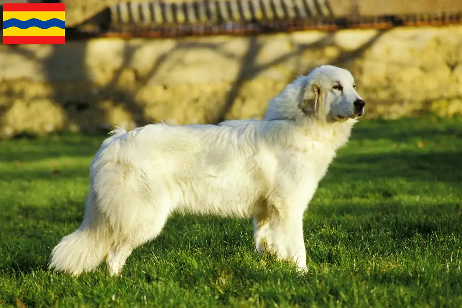 Lees meer over het artikel Pyreneese Berghondenfokkers en puppies in Overijssel