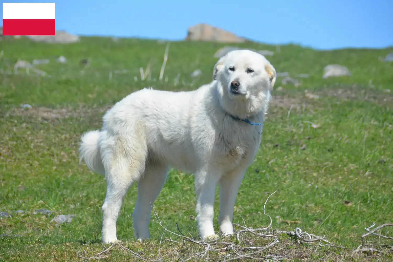 Lees meer over het artikel Pyreneese Berghond fokkers en puppies in Polen