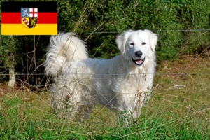 Lees meer over het artikel Pyreneese Berghondenfokker en Puppies in Saarland