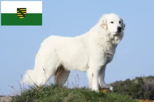 Lees meer over het artikel Pyreneese Berghond Fokker en Puppies in Saksen