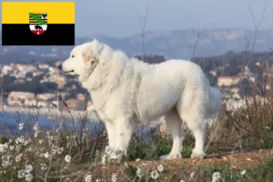 Lees meer over het artikel Pyreneese Berghond Fokker en Puppies in Saksen-Anhalt