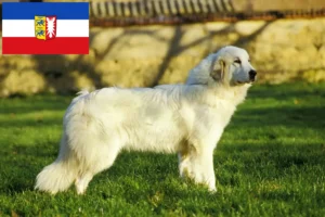 Lees meer over het artikel Pyreneese Berghond Fokker en Puppies in Sleeswijk-Holstein