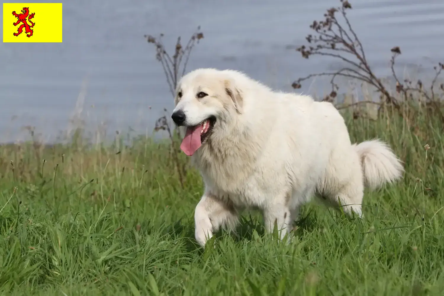 Lees meer over het artikel Pyreneese Berghond fokkers en pups in Zuid-Holland