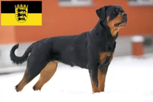 Lees meer over het artikel Rottweiler fokkers en pups in Baden-Württemberg