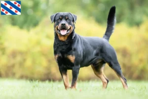 Lees meer over het artikel Rottweiler fokkers en pups in Friesland