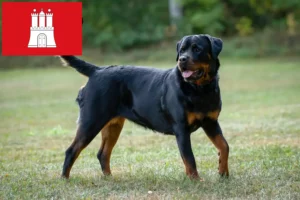 Lees meer over het artikel Rottweiler fokkers en pups in Hamburg