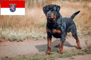 Lees meer over het artikel Rottweiler fokkers en pups in Hessen